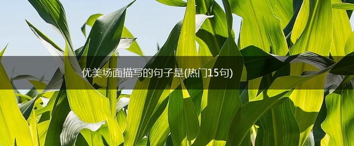 优美场面描写的句子是(热门15句),第1张