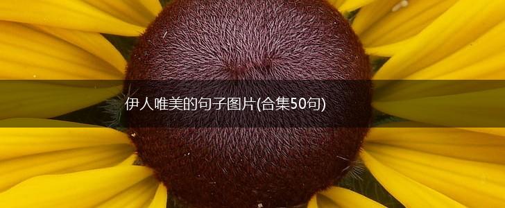 伊人唯美的句子图片(合集50句),第1张