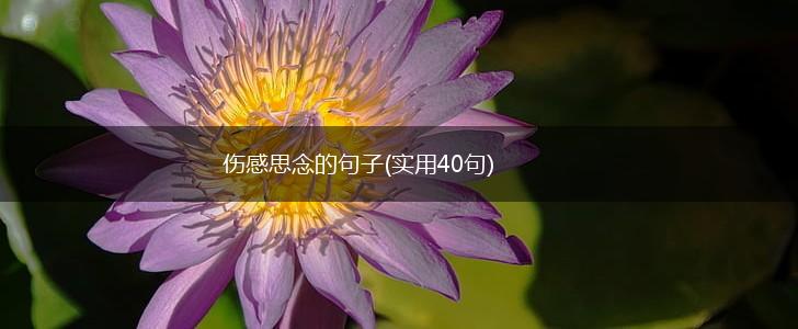 伤感思念的句子(实用40句),第1张