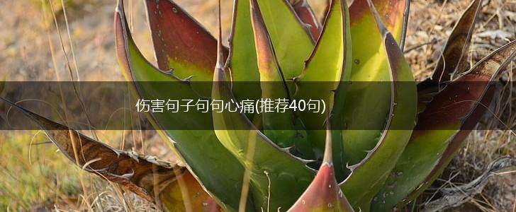 伤害句子句句心痛(推荐40句),第1张