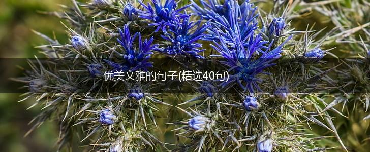 优美文雅的句子(精选40句),第1张