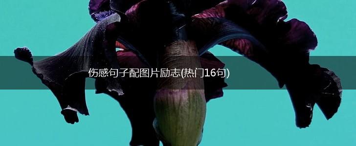 伤感句子配图片励志(热门16句),第1张