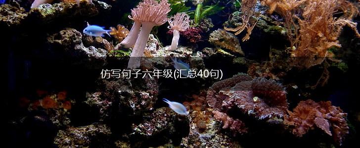 仿写句子六年级(汇总40句),第1张