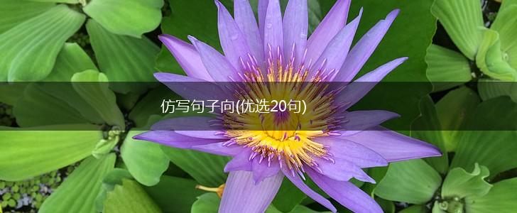 仿写句子向(优选20句),第1张
