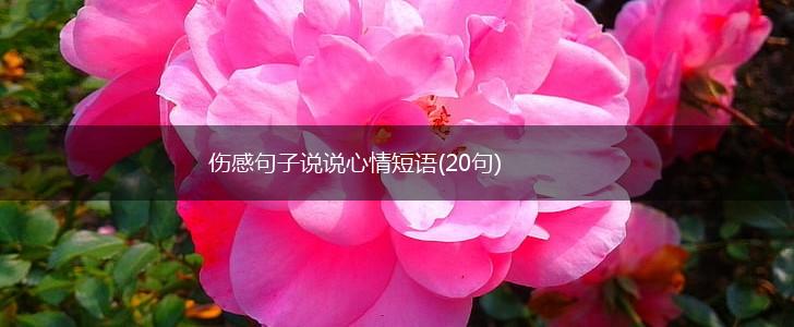 伤感句子说说心情短语(20句),第1张
