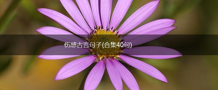 伤感古言句子(合集40句),第1张
