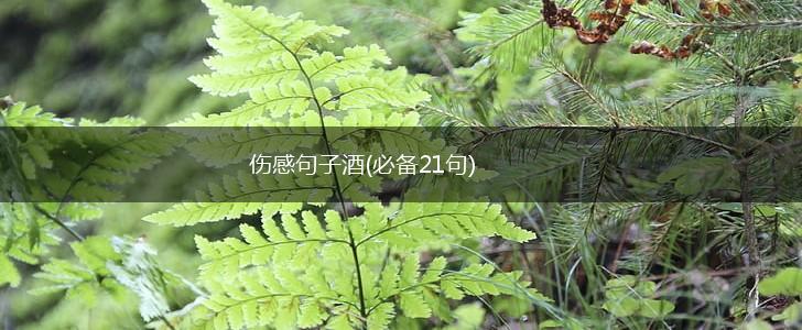 伤感句子酒(必备21句),第1张