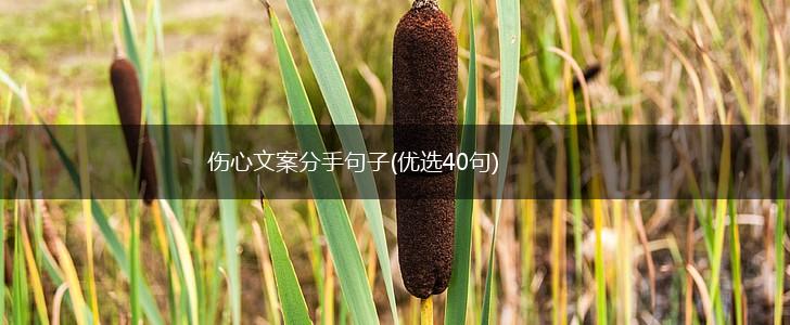 伤心文案分手句子(优选40句),第1张