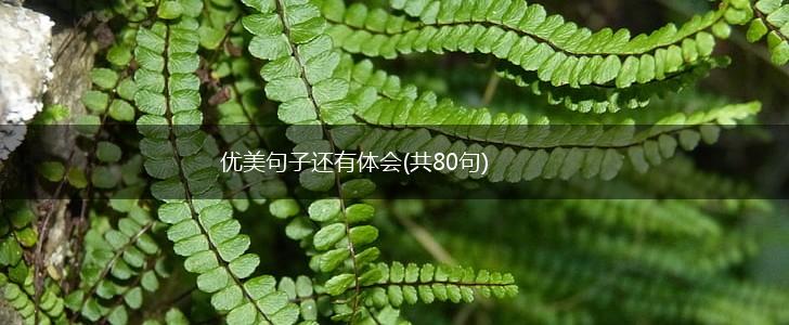 优美句子还有体会(共80句),第1张