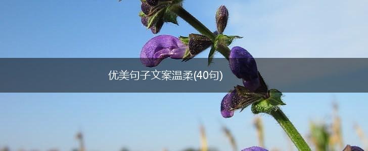 优美句子文案温柔(40句),第1张