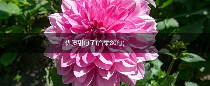 优质甜句子(合集80句),第1张