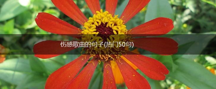 伤感歌曲的句子(热门50句),第1张