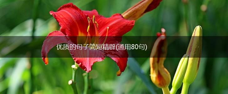 优质的句子简短精辟(通用80句),第1张