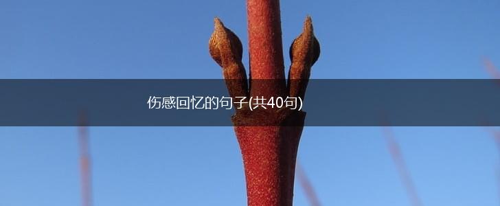 伤感回忆的句子(共40句),第1张