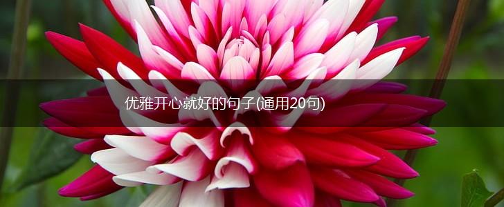 优雅开心就好的句子(通用20句),第1张