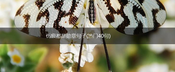 伤痕都是勋章句子(热门40句),第1张