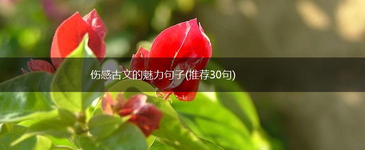 伤感古文的魅力句子(推荐30句),第1张