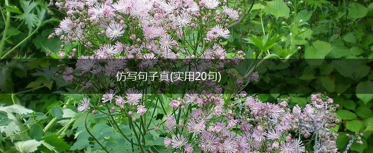 仿写句子真(实用20句),第1张