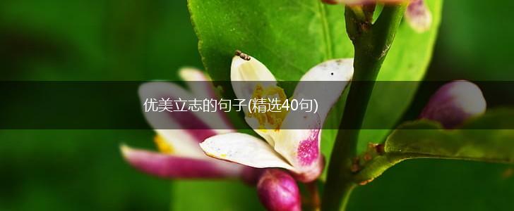 优美立志的句子(精选40句),第1张