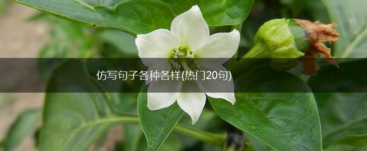 仿写句子各种各样(热门20句),第1张