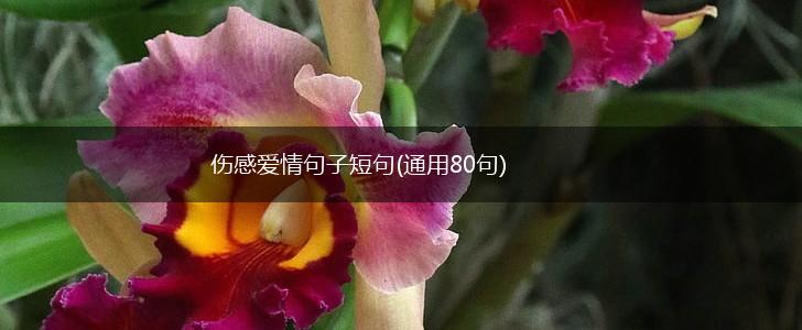伤感爱情句子短句(通用80句),第1张