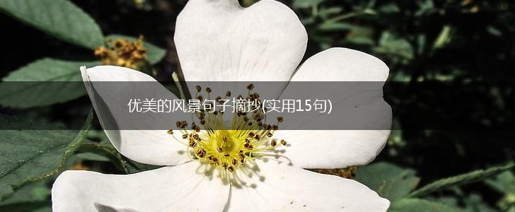 优美的风景句子摘抄(实用15句),第1张