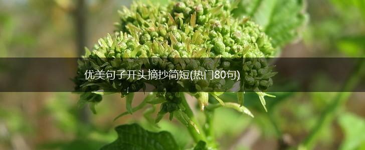 优美句子开头摘抄简短(热门80句),第1张