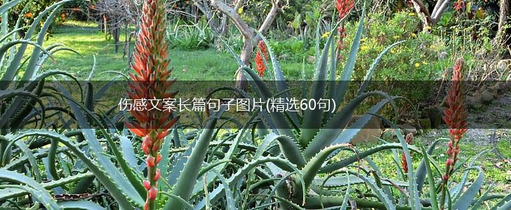 伤感文案长篇句子图片(精选60句),第1张