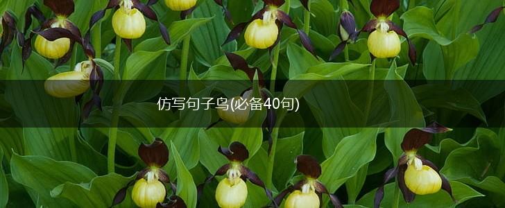 仿写句子鸟(必备40句),第1张