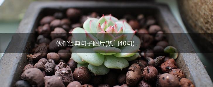 伙伴经典句子图片(热门40句),第1张