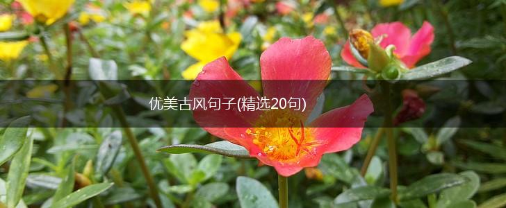 优美古风句子(精选20句),第1张