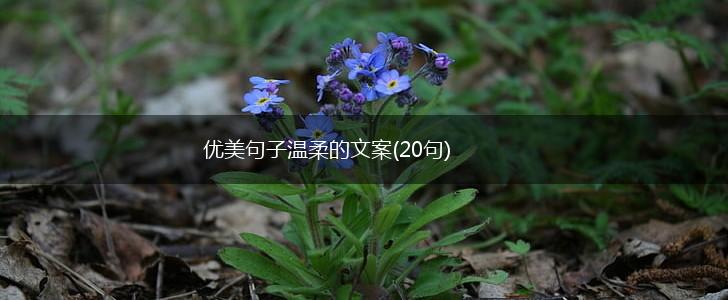 优美句子温柔的文案(20句),第1张