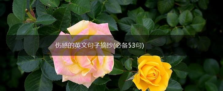 伤感的英文句子摘抄(必备53句),第1张