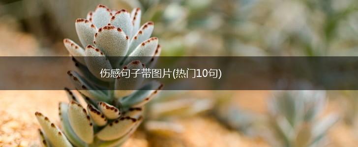 伤感句子带图片(热门10句),第1张