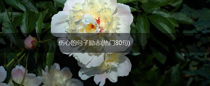 伤心的句子励志(热门80句),第1张