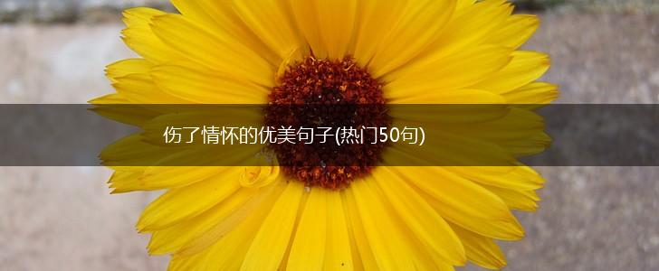 伤了情怀的优美句子(热门50句),第1张