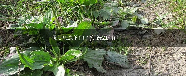 优美思念的句子(优选21句),第1张