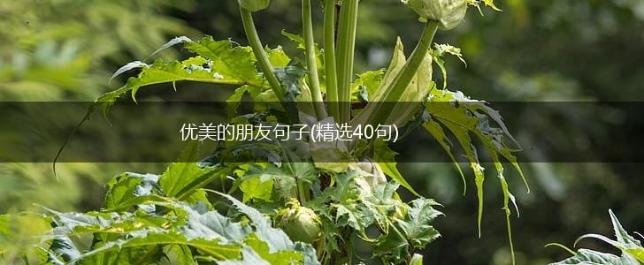 优美的朋友句子(精选40句),第1张