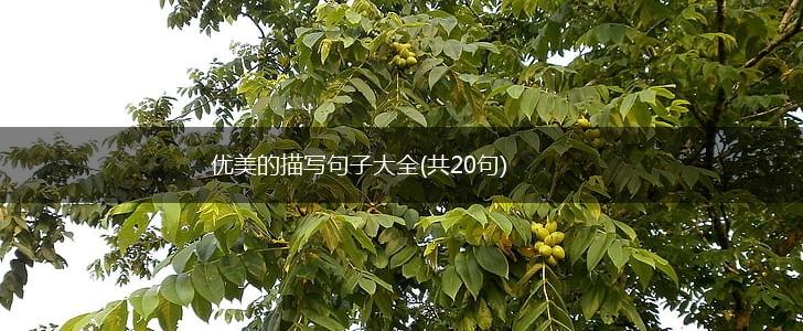 优美的描写句子大全(共20句),第1张
