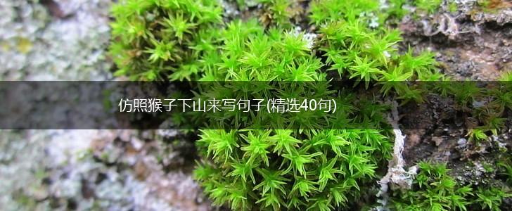 仿照猴子下山来写句子(精选40句),第1张