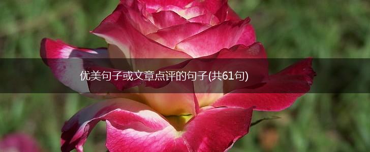优美句子或文章点评的句子(共61句),第1张