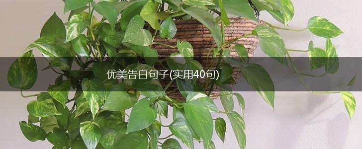 优美告白句子(实用40句),第1张