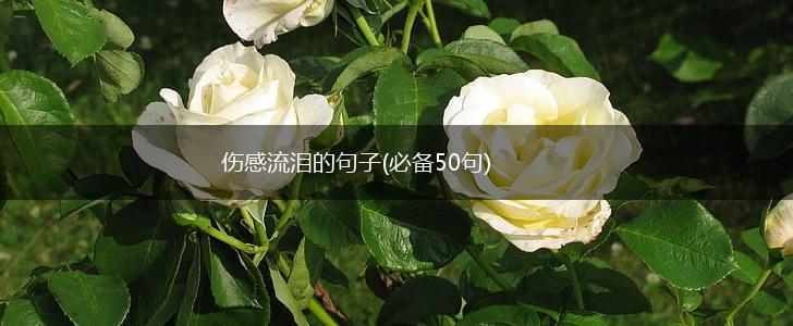 伤感流泪的句子(必备50句),第1张