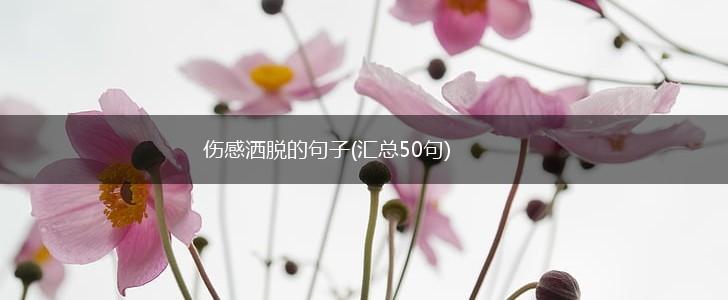 伤感洒脱的句子(汇总50句),第1张