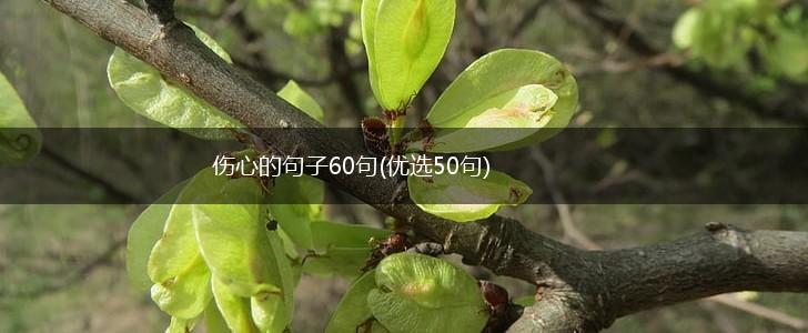 伤心的句子60句(优选50句),第1张