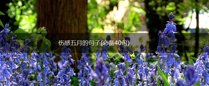 伤感五月的句子(必备40句),第1张