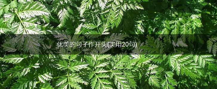 优美的句子作开头(实用20句),第1张