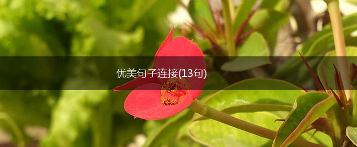优美句子连接(13句),第1张