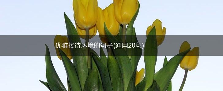 优雅接待环境的句子(通用20句),第1张