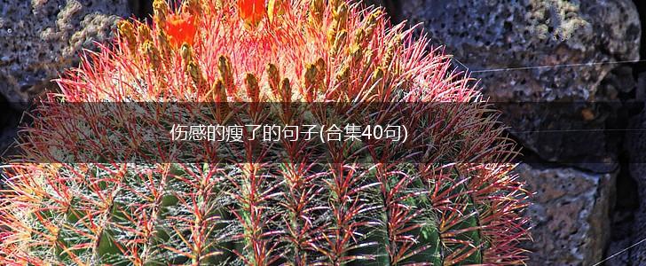 伤感的瘦了的句子(合集40句),第1张